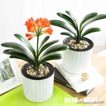 养殖君子兰用什么花盆好