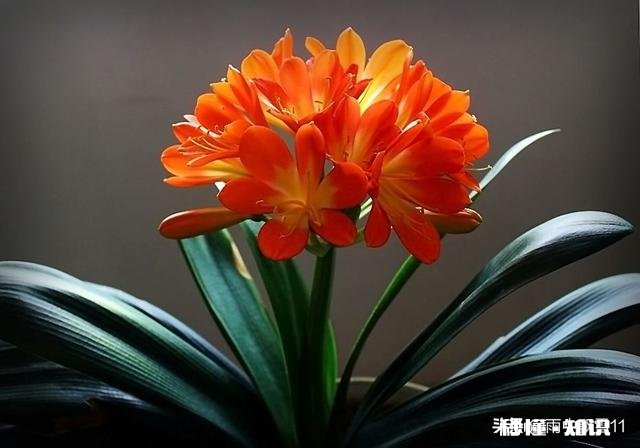 养殖君子兰用什么花盆好