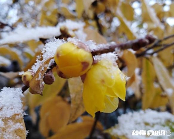 院子里种哪些花冬天可以开花呢