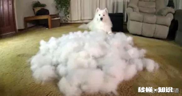 养一只萨摩耶是什么体验