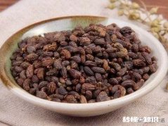 有人采摘女贞子回家装枕头，有什么妙用