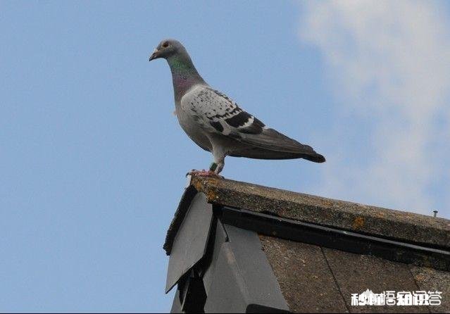 把鸽子放到几百里远的地方也能飞回来，它们是怎么找到家的