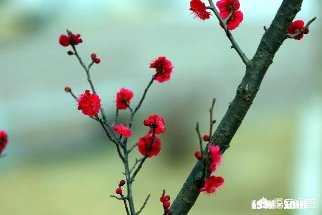 下联:芳沁有人知,如何对上联