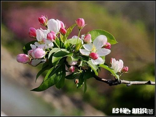 下联:芳沁有人知,如何对上联