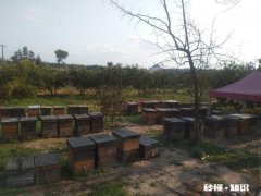 大家平时喝蜂蜜吗，对于市面上的一些蜂蜜大家敢购买吗如何挑选