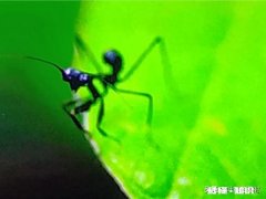 刚过完年适合嫁接红枫吗