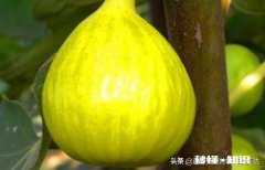 哪种无花果比较好吃