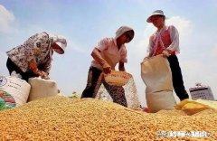 小麦价格自6月下旬不断下跌之后，7月小麦市场到底怎么了