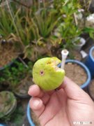 河源市，和平县最出名的客家菜是什么菜