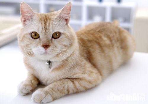 为什么猫总喜欢跳到床上睡