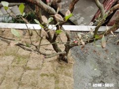 我的这个栀子花几个月了为什么不发芽