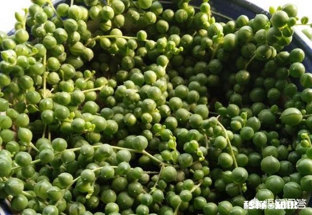 多肉植物佛珠吊兰秋天如何移栽要怎么养护