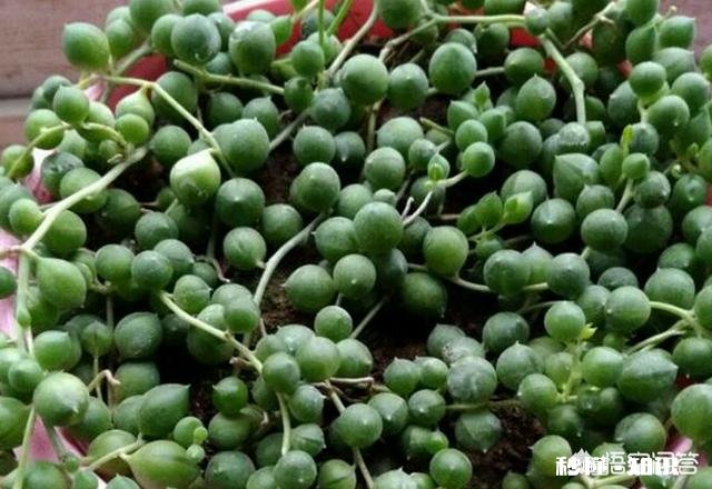 多肉植物佛珠吊兰秋天如何移栽要怎么养护