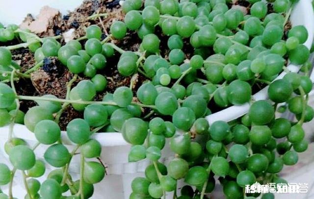 多肉植物佛珠吊兰秋天如何移栽要怎么养护