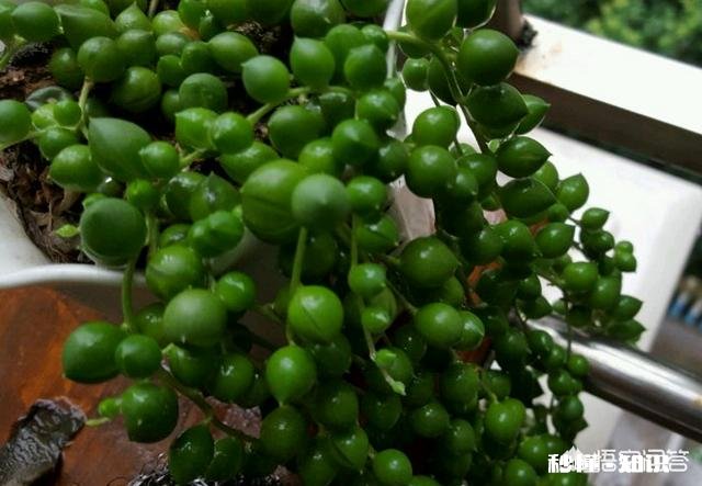 多肉植物佛珠吊兰秋天如何移栽要怎么养护