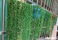 多肉植物佛珠吊兰秋天如何移栽要怎么养护