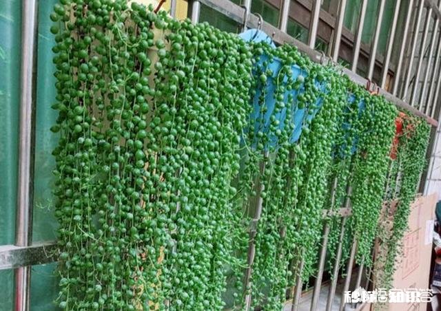 多肉植物佛珠吊兰秋天如何移栽要怎么养护