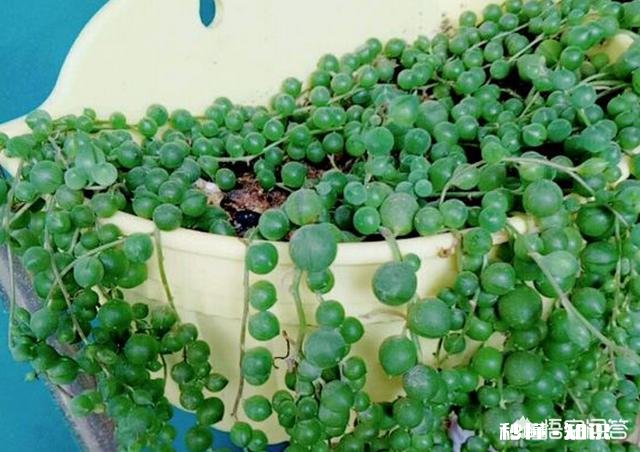 多肉植物佛珠吊兰秋天如何移栽要怎么养护