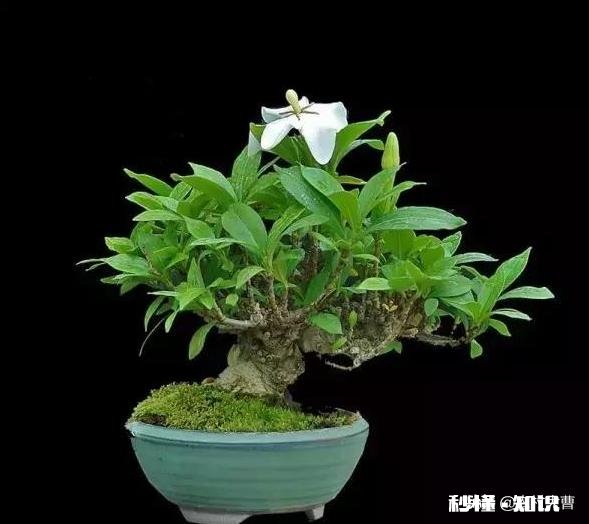 快递来的桅子花叶有点黄是缺点什么