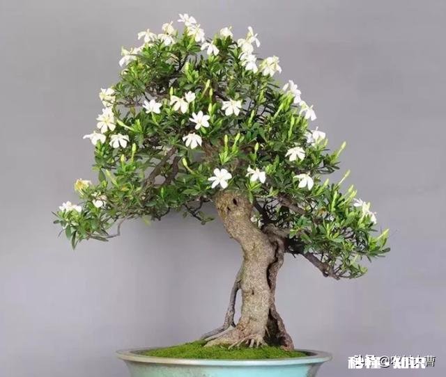 快递来的桅子花叶有点黄是缺点什么