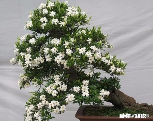 快递来的桅子花叶有点黄是缺点什么