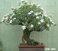 快递来的桅子花叶有点黄是缺点什么