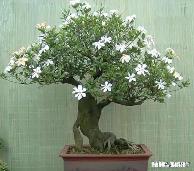 快递来的桅子花叶有点黄是缺点什么