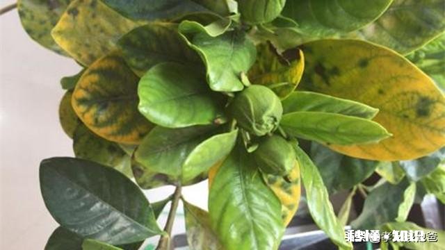 快递来的桅子花叶有点黄是缺点什么