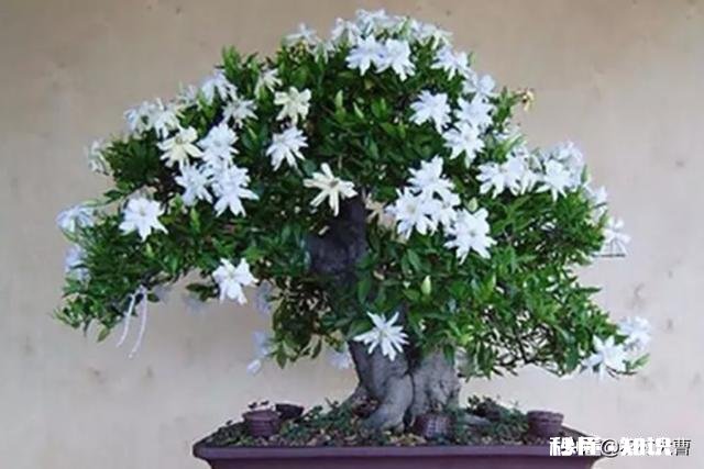 快递来的桅子花叶有点黄是缺点什么