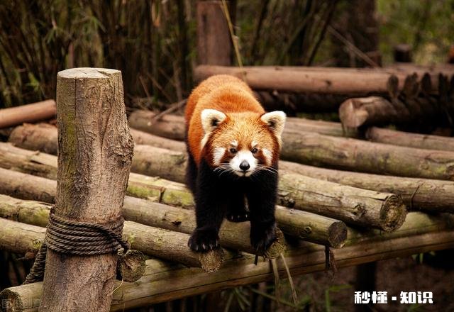 四川为什么能成为旅游大省