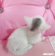 我喜欢一个女孩，想表白，但总觉得时机不成熟，而且成功性不高，有点怯懦，而且她也有男