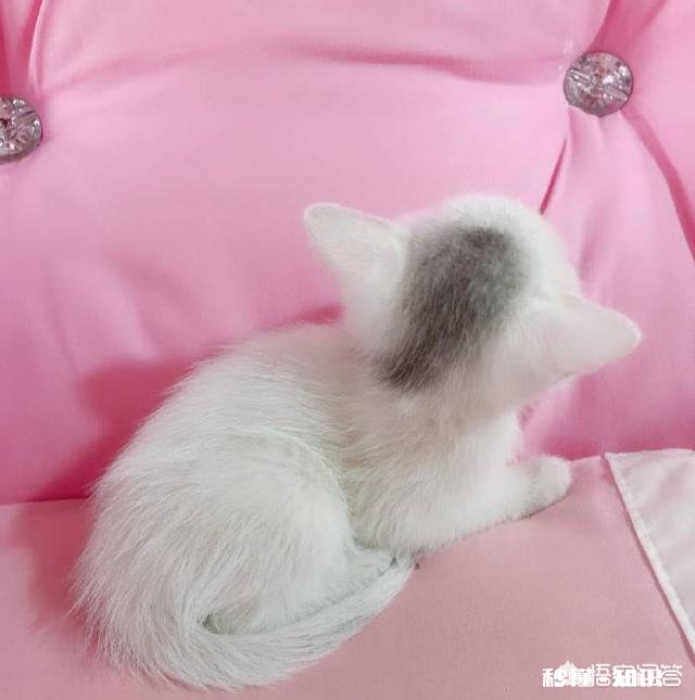 我喜欢一个女孩,想表白,但总觉得时机不成熟,而且成功性不高,有点怯懦,而且她也有男朋友,我该怎么办