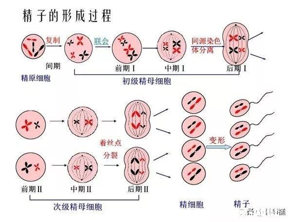 为什么不研发针对男性的避孕药