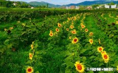 在学校被欺负，而爸妈觉得一个巴掌拍不响，你们遇到过吗怎么办