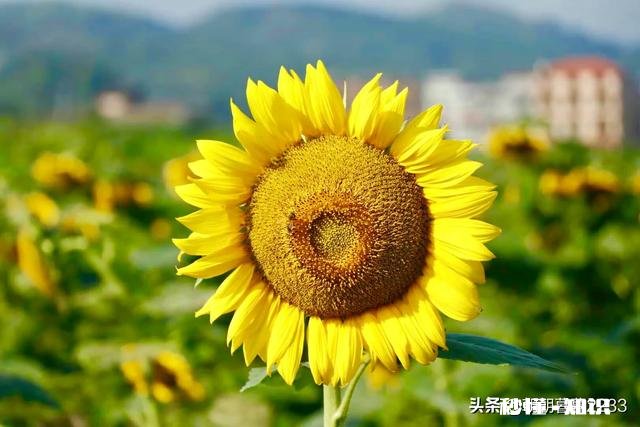 在学校被欺负，而爸妈觉得一个巴掌拍不响，你们遇到过吗怎么办