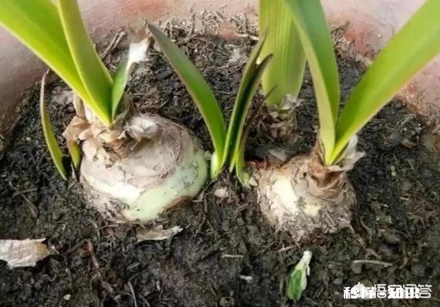 朱顶红烂根可以用阿司匹林侵泡吗