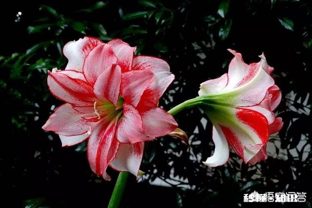 朱顶红烂根可以用阿司匹林侵泡吗