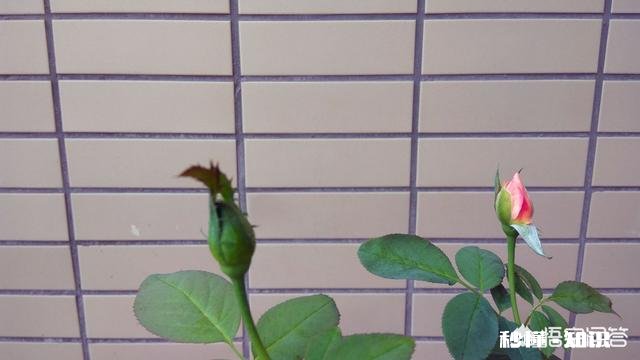 为什么我的月季花苞都只有一半