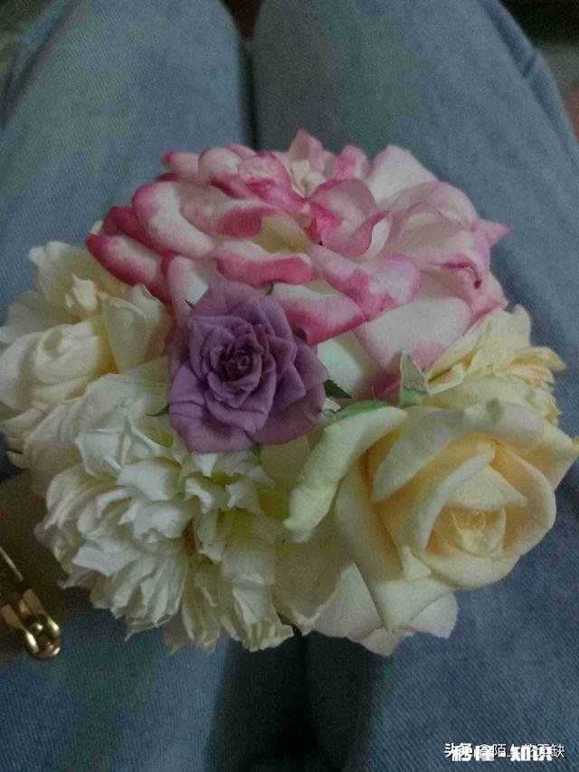 为什么我的月季花苞都只有一半