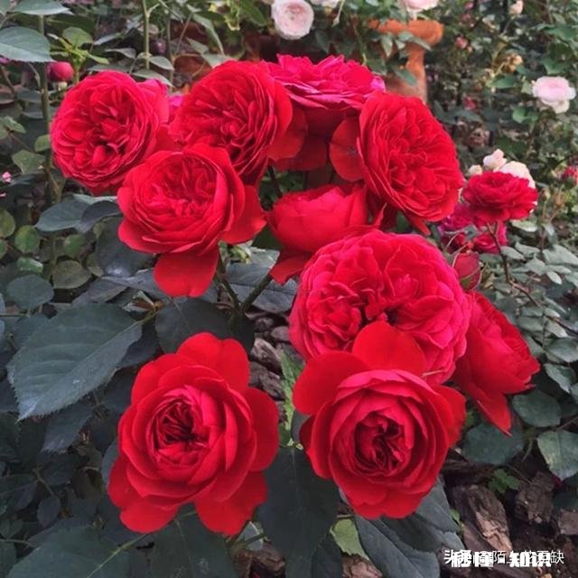 为什么我的月季花苞都只有一半