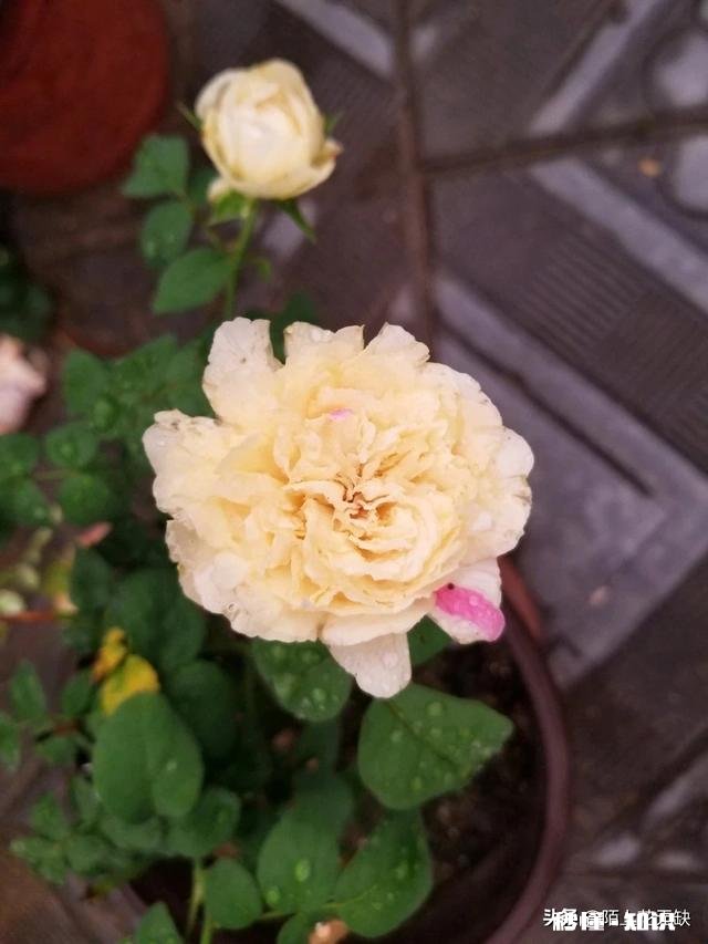 为什么我的月季花苞都只有一半