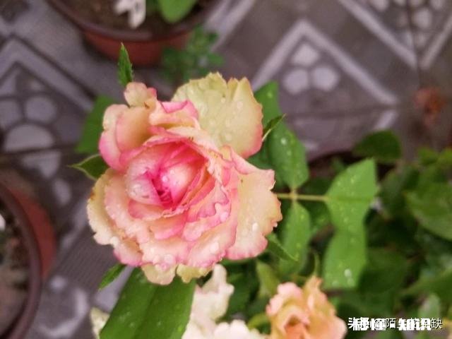 为什么我的月季花苞都只有一半