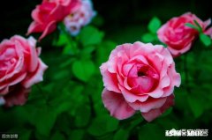 为什么我的月季花苞都只有一半