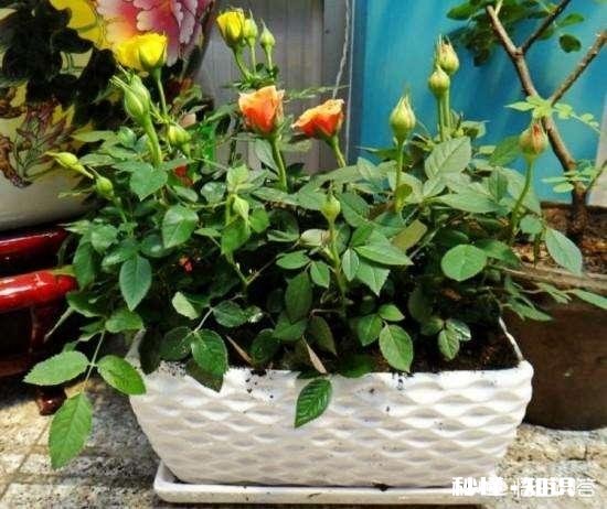 为什么我的月季花苞都只有一半