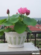 松针土是否可以栽培养护碗莲为什么