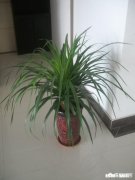 生根水能直接浇龙血树吗