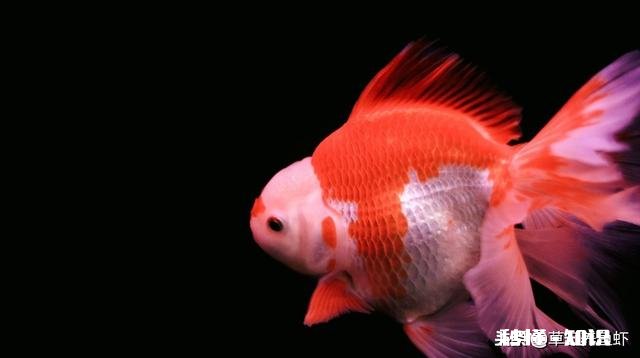 小金鱼摇摇晃晃游动是不是快死了