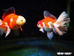 小金鱼摇摇晃晃游动是不是快死了