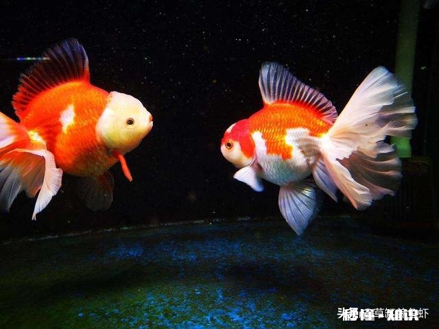 小金鱼摇摇晃晃游动是不是快死了