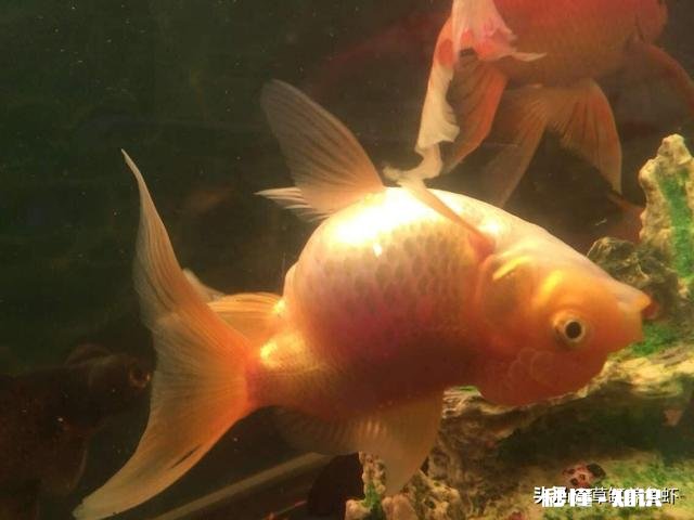 小金鱼摇摇晃晃游动是不是快死了